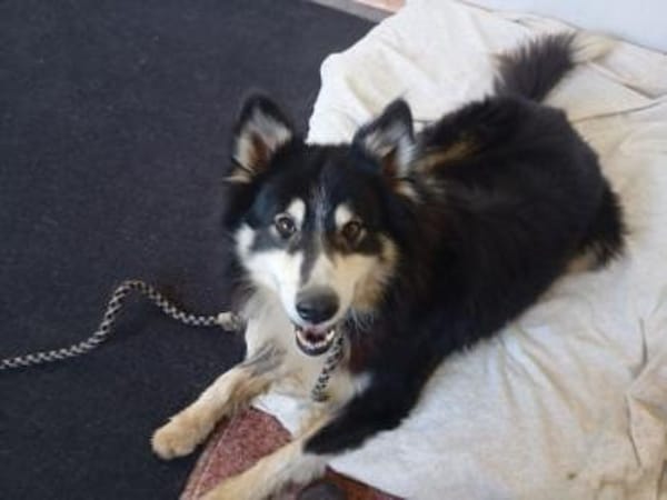 Begleris, menschenbezogener Collie-Mix