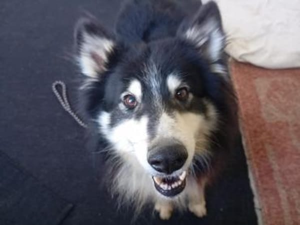 Begleris, menschenbezogener Collie-Mix