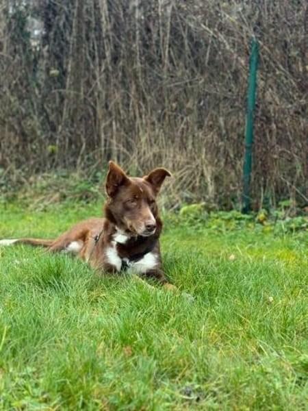 Mama Babsi, stubenreine Hündin ca. 1-2 J