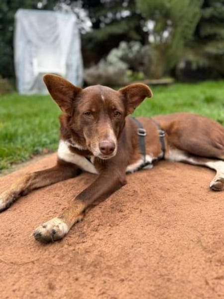 Mama Babsi, stubenreine Hündin ca. 1-2 J