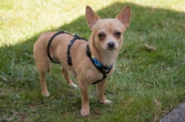 MADITA - zuckersüßes Hundemädchen