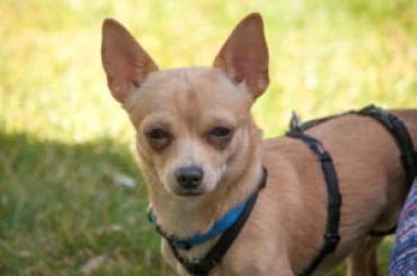 MADITA - zuckersüßes Hundemädchen