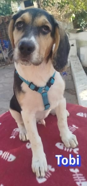 Tobi - neugierig und verspielt