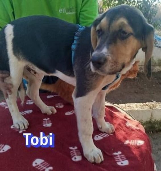 Tobi - neugierig und verspielt