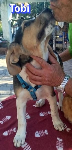 Tobi - neugierig und verspielt