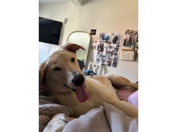 Fly - wartet in 56379 Oberwies