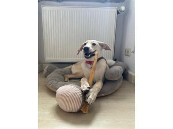 Fly - wartet in 56379 Oberwies