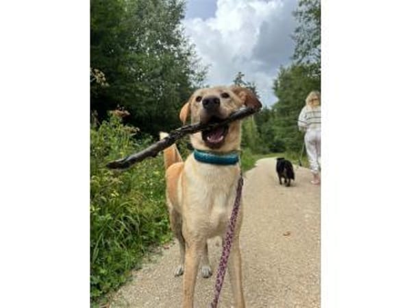 Fly - wartet in 56379 Oberwies