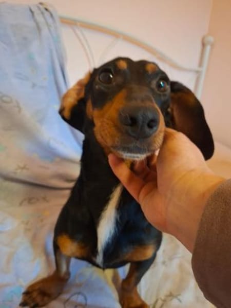 Panni, zauberhafte Dackel (-Mix) Dame