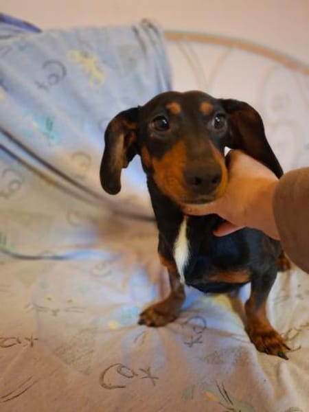 Panni, zauberhafte Dackel (-Mix) Dame