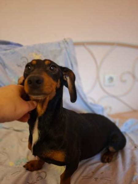 Panni, zauberhafte Dackel (-Mix) Dame