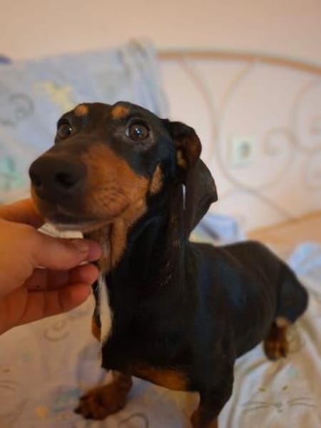 Panni, zauberhafte Dackel (-Mix) Dame