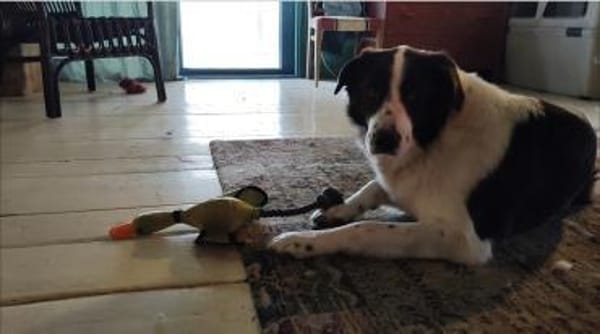 PINO 💕- aktiver junger Hund