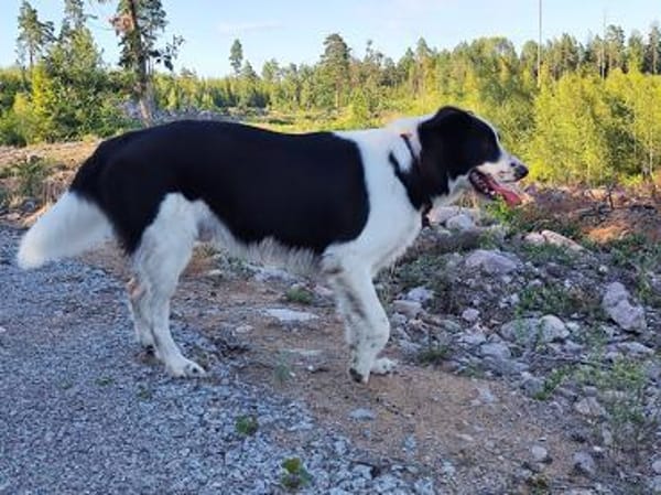 PINO 💕- aktiver junger Hund