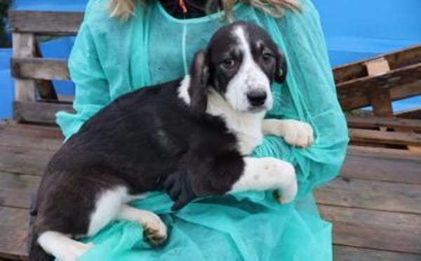 Tash sucht ein freies Körbchen