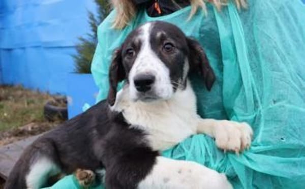 Tash sucht ein freies Körbchen