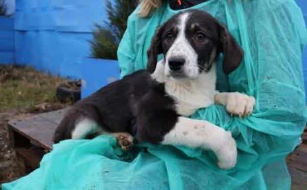 Tash sucht ein freies Körbchen