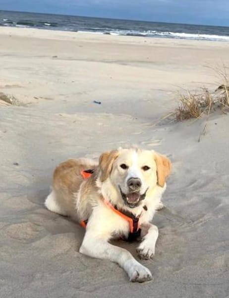 Indaco - jetzt Toni sucht neues Zuhause