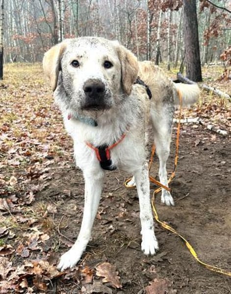 Indaco - jetzt Toni sucht neues Zuhause