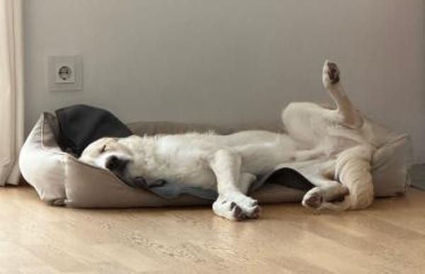 Indaco - jetzt Toni sucht neues Zuhause