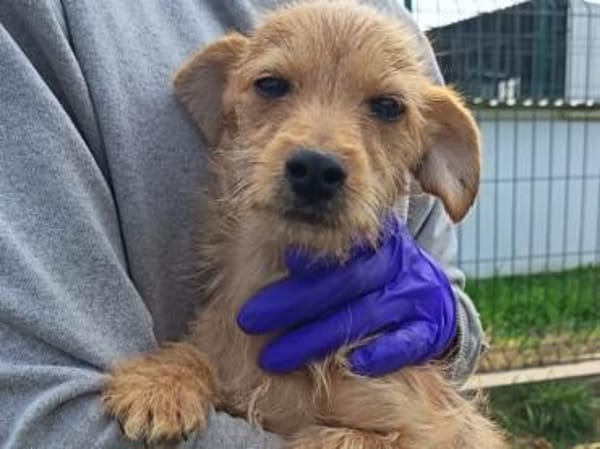 Kleiner Mütyür sucht sein Körbchen