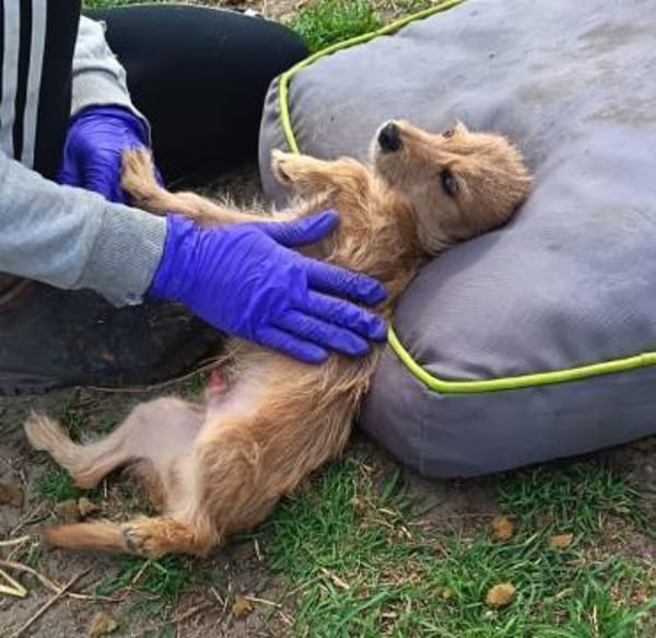 Kleiner Mütyür sucht sein Körbchen