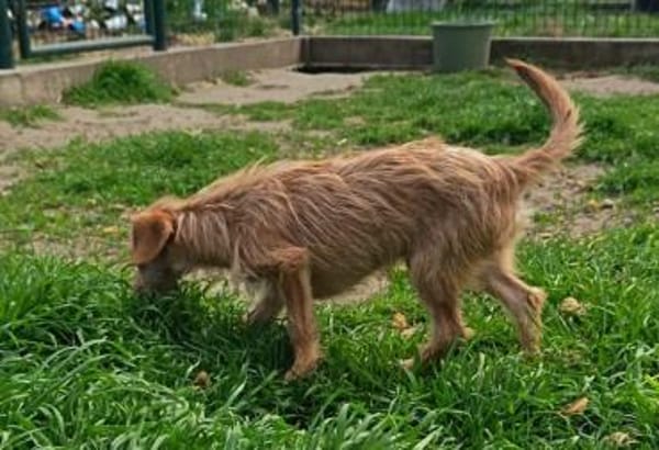 Kleiner Mütyür sucht sein Körbchen