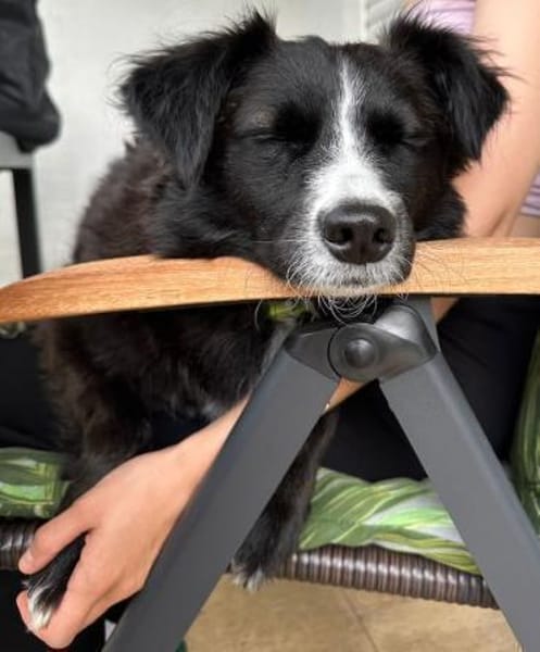 Linda, zauberhafte Hündin, ca. 4 Jahre