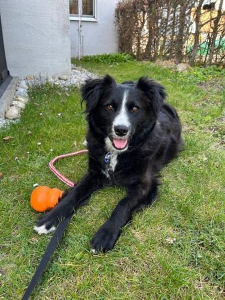 Linda, zauberhafte Hündin, ca. 4 Jahre