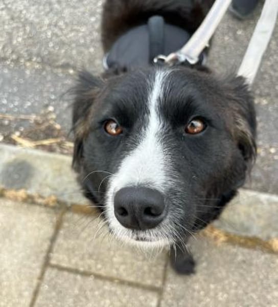 Linda, zauberhafte Hündin, ca. 4 Jahre