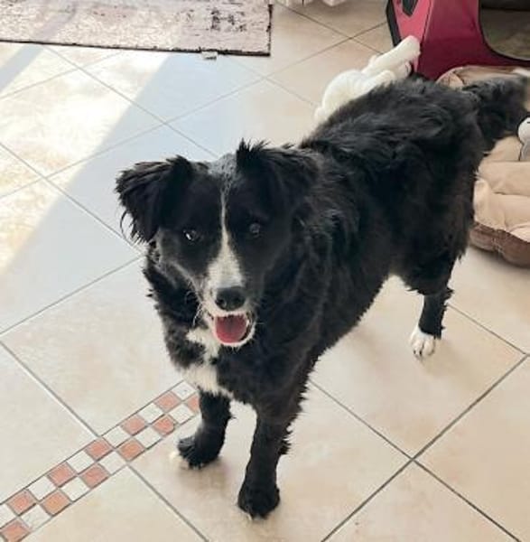 Linda, zauberhafte Hündin, ca. 4 Jahre