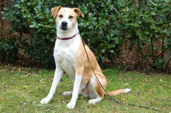 LOUNIS, mit einem Herz aus Gold