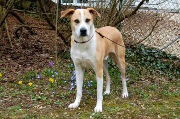 LOUNIS, mit einem Herz aus Gold