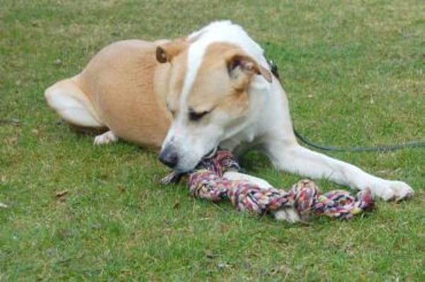 LOUNIS, mit einem Herz aus Gold