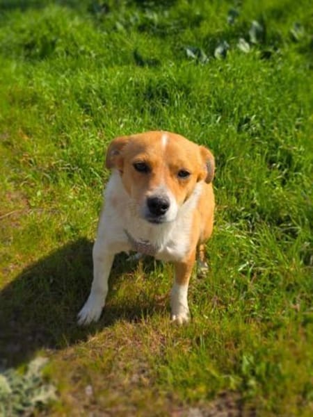 Willi sucht ein Körbchen