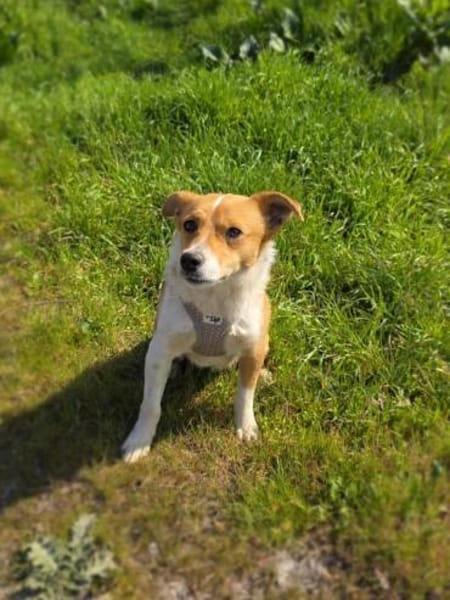 Willi sucht ein Körbchen