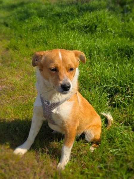 Willi sucht ein Körbchen