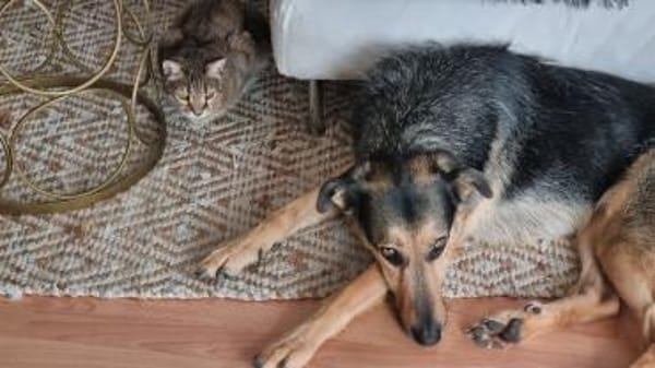 Wunderschöne Katze Petra