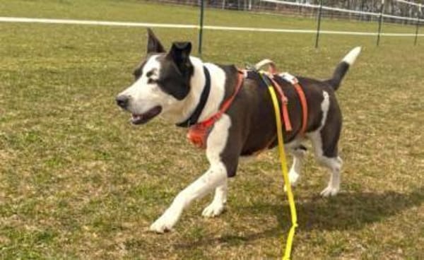 Oca  treue Schmusehündin mit großem Her