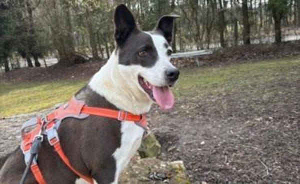 Oca  treue Schmusehündin mit großem Her