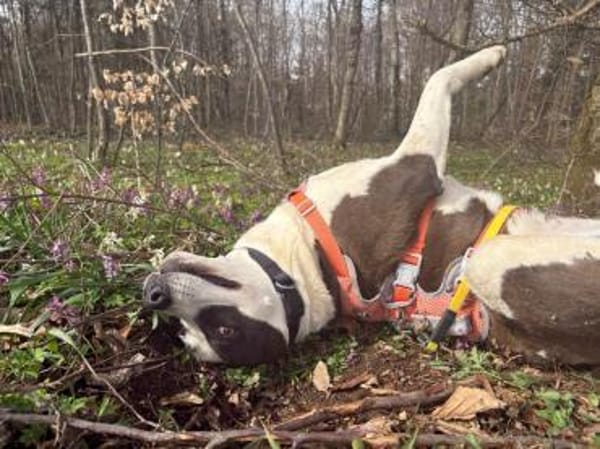 Oca  treue Schmusehündin mit großem Her