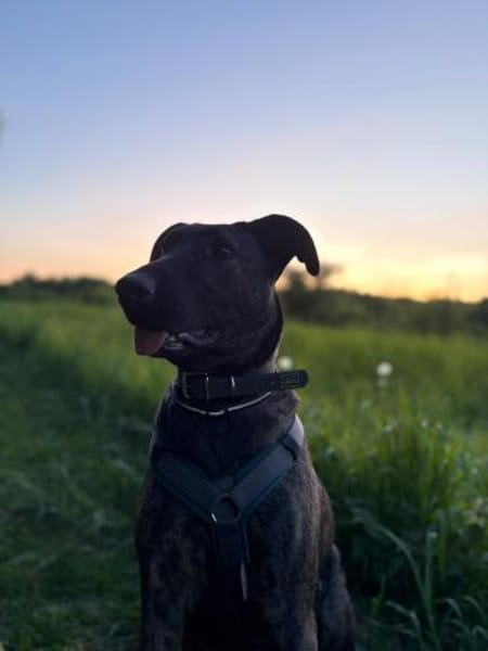 Lupo ist ein lieber Kerl