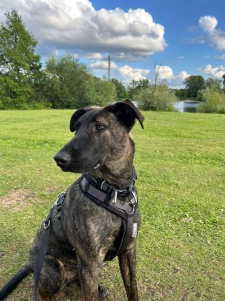 Lupo ist ein lieber Kerl