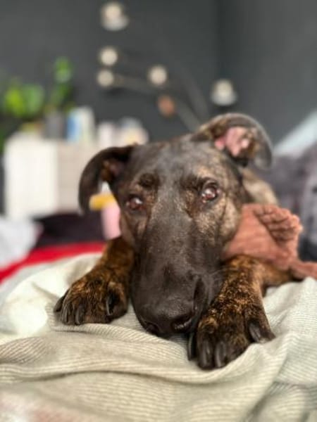 Lupo ist ein lieber Kerl