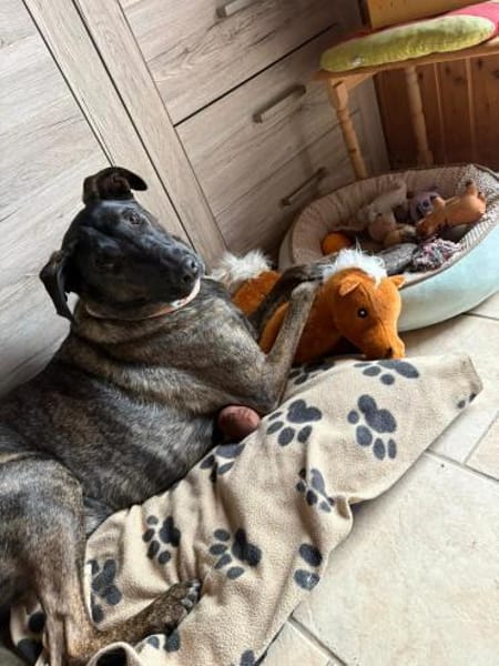 Lupo ist ein lieber Kerl