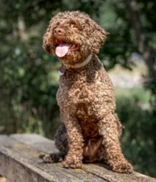 LA-CODY-dufter Typ sucht ruhiges Zuhause