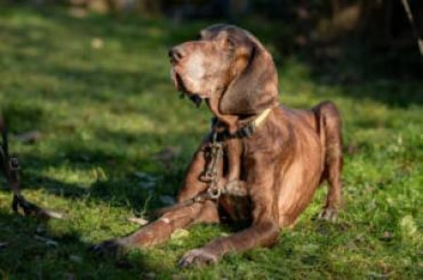 BIRKO - unser liebenswerter Hundesenior