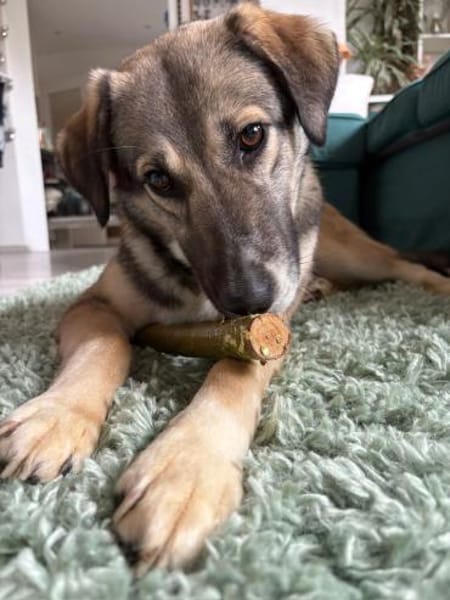 junge, lernwillige Dua auf Pflegestelle