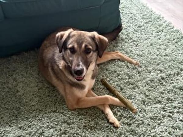 junge, lernwillige Dua auf Pflegestelle