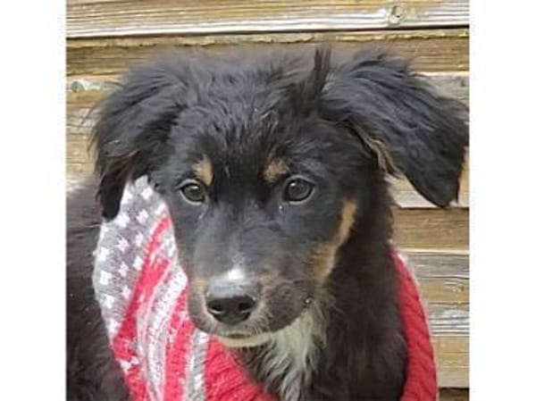 Fluffy - wartet in 76437 Rastatt